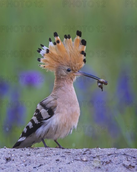 Hoopoe (Upupa epops) Bird of the Year 2022, feeding, courtship feeding, male with caterpillar as food, in courtship, erected bonnet, golden hour, backlight, sunlight, pair formation, rising sun, Middle Elbe Biosphere Reserve, Saxony-Anhalt, Germany