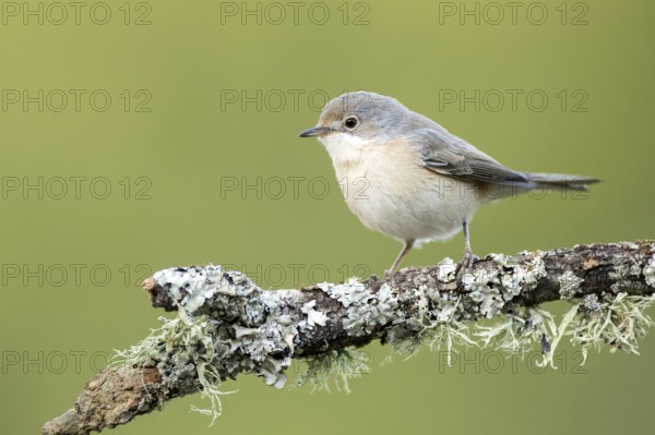 Subalpine Warbler (Sylvia cantillans) juvenile perched on a lichen branch, Andalusia, Spain