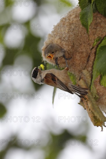 Eurasian Penduline Tit (Remiz pendulinus) female feeds chicks in nest, Saxony-Anhalt, Germany