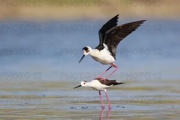 Black-winged Stilt (Himantopus himantopus) pair mating, Lesvos, Greece