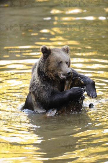 Brown bear playing with a branch in shallow water, Eurasian brown bear (Ursus arctos arctos), Bavarian Forest National Park