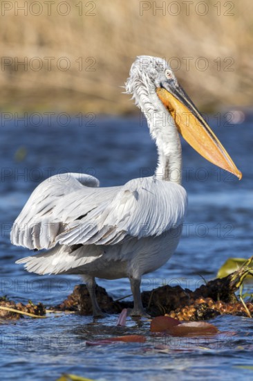 Dalmatian Pelican (Pelecanus crispus), Romania