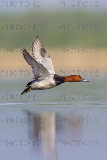 Pochard, (Aythya ferina), Anas ferina, animals, birds, duck birds, flight photo, Race area - Reservoir, Race, Race-Fram, Slovenia