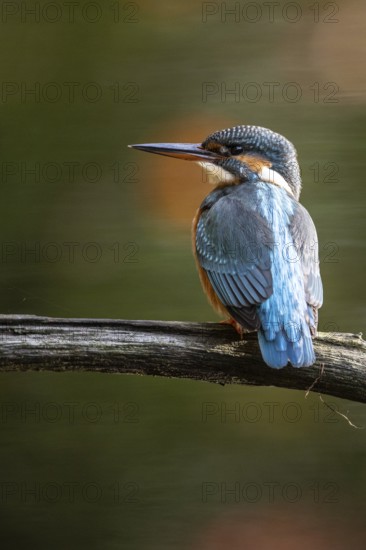 Common kingfisher (Alcedo atthis), Emsland, Lower Saxony, Germany