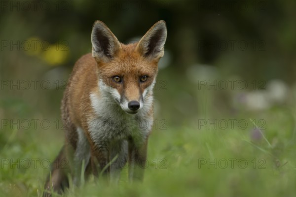 Red fox (Vulpes vulpes) adult animal in countryside grassland, England, United Kingdom