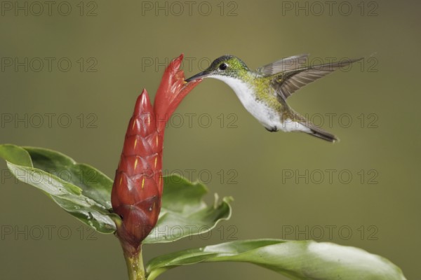Andean Emerald (Amazilia franciae), Ecuador
