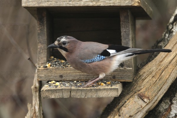 Eurasian jay (Garrulus glandarius) at winter feeding in the forest, Allgäu, Bavaria, Germany, Allgäu, Bavaria, Germany