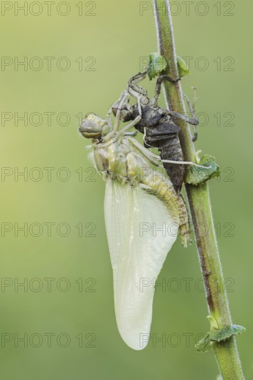 Black-tailed Skimmer (Orthetrum cancellatum), freshly hatched with exuvia, North Rhine-Westphalia, Germany