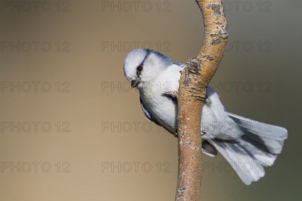 Azure Tit - Lasurmeise - Cyanistes cyanus ssp. koktalensis, Kazakhstan, adult male