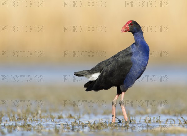 Australasian Swamphen (Porphyrio melanotus melanotus), Victoria, Australia