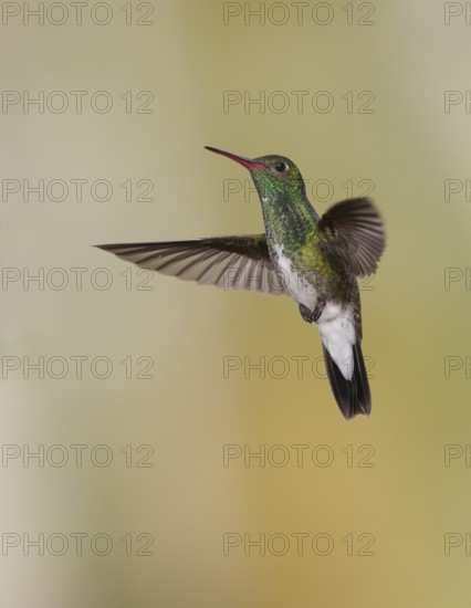 Glittering-throated Emerald (Amazilia fimbriata) flying, Atlantic rainforest, Brazil