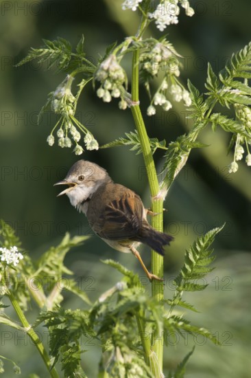Common Whitethroat (Sylvia communis) singing, Lower Saxony, Germany