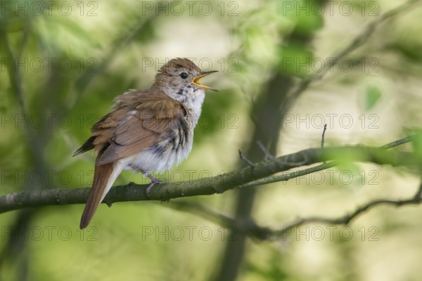 Common Nightingale (Luscinia megarhynchos) male singing from a branch, Poland