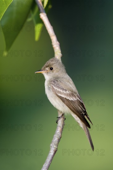 Eastern Wood-Pewee Contopus virens Fort Kaskaskia, Illinois, United States April Adult Tyrannidae