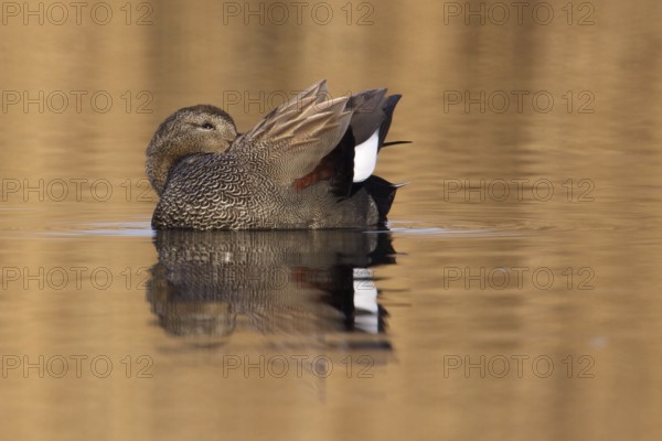 Gadwall (Mareca strepera), Utrecht, Netherlands