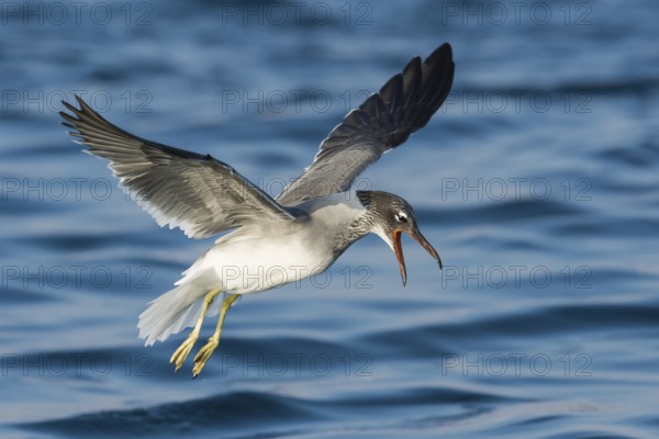 White-eyed Gull (Ichthyaetus leucophthalmus) calling in flight, Eilat, Israel