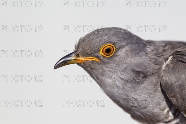 Common Cuckoo (Cuculus canorus), Dornod Aimagl, Mongolia