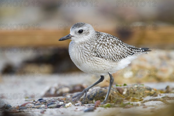 Grey Plover (Pluvialis squatarola), Schleswig-Holstein, Germany