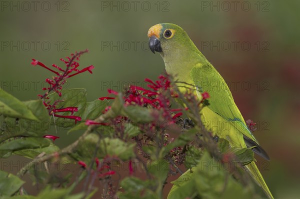 Peach-fronted Parakeet (Eupsittula aurea), Mato Grosso do Sul, Brazil