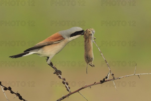 Red-backed Shrike (Lanius collurio) male, Baden-Wuerttemberg, Germany