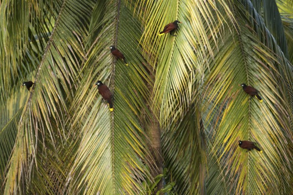 Montezuma oropendolas in palm tree