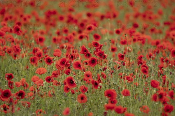 Common field poppy (Papaver rhoeas) wildflower field of red poppies in summer, England, United Kingdom