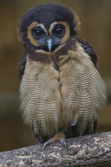 One Brown Wood Owl (Strix leptogrammica) sitting on a branch. A forest in the background