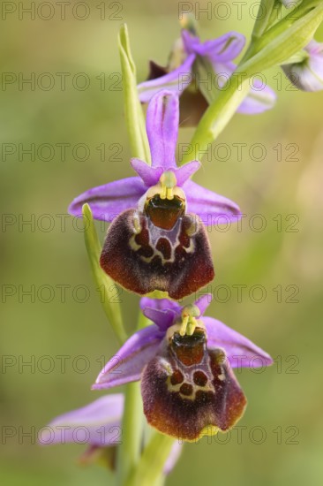 Bumblebee ragwort (Ophrys holoserica) flower, wild orchid, close-up, orchids, orchid, orchid plant, ragwort, nature photography, Koppelstein nature reserve, Lahnstein, Rhineland-Palatinate, Germany