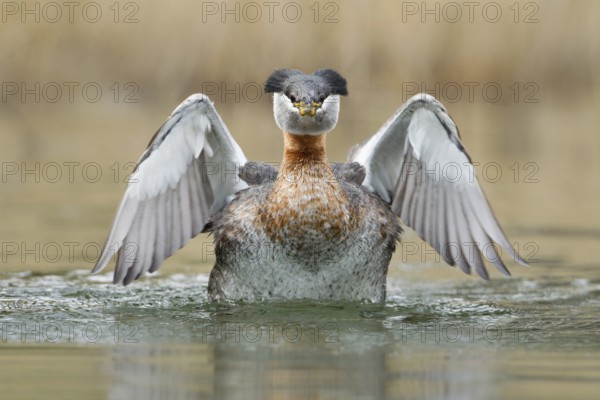 Red-necked Grebe (Podiceps grisegena), British Columbia, Canada