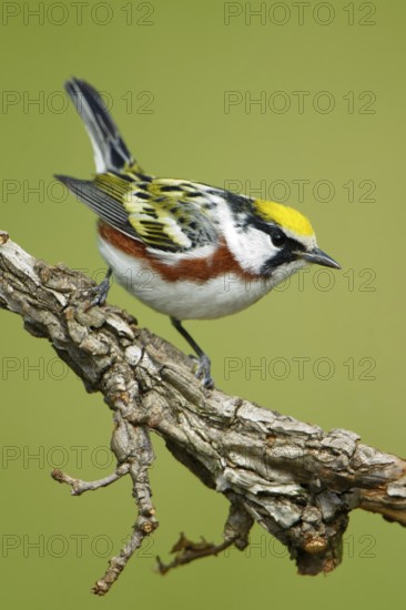 Chestnut-sided Warbler (Setophaga pensylvanica), Texas, USA