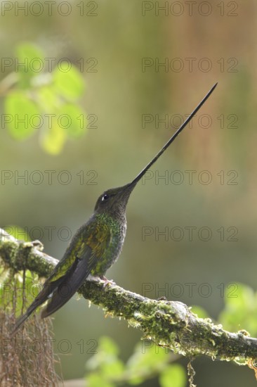 Sword-billed Hummingbird (Ensifera ensifera), Ecuador