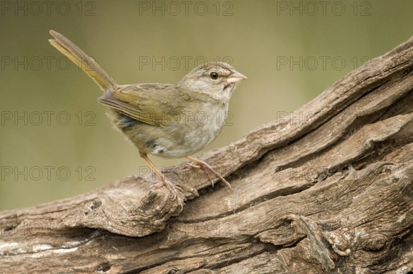 Olive Sparrow (Arremonops rufivirgatus), Texas, USA