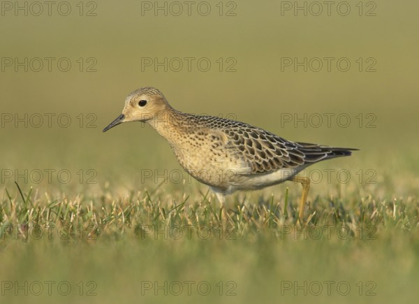 Buff-breasted Sandpiper (Calidris subruficollis), Ohio, USA