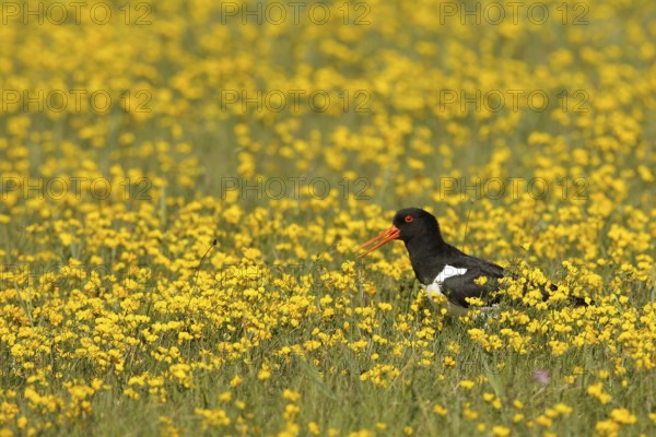 Eurasian Oystercatcher (Haematopus ostralegus) calling, Texel, Netherlands