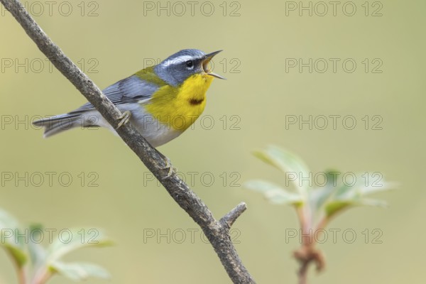 Crescent-chested Warbler (Oreothlypis superciliosa) perched on a branch in Oaxaca, Mexico
