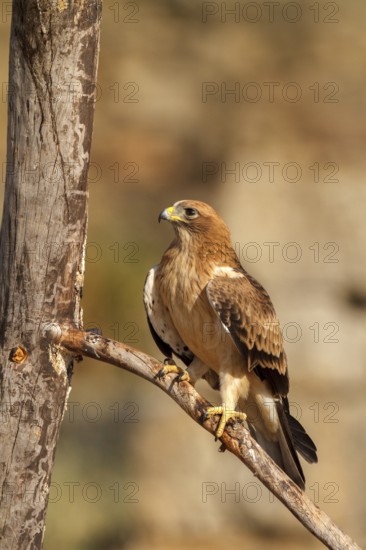 Booted Eagle (Hieraaetus pennatus) juvenile, Castile and Leon, Spain