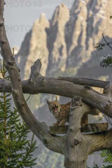 One Eurasian lynx, (Lynx lynx), stands high up on a dead tree. Frontal view with mountains in the background