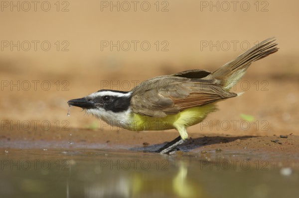 Great Kiskadee (Pitangus sulphuratus), Texas, USA
