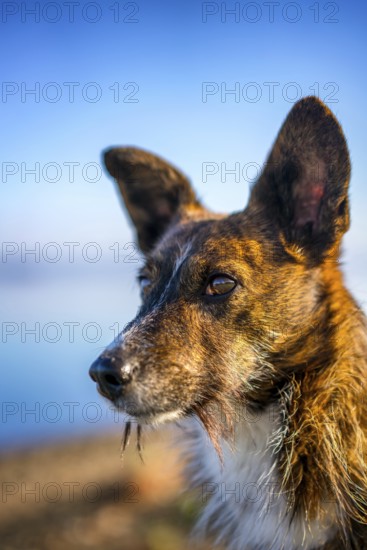 A close-up view of a brown dog with long whiskers and pointed ears, set against a blurred outdoor background of blue sky and natural surroundings