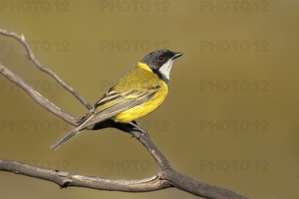 Australian Golden Whistler (Pachycephala pectoralis) male, South Australia, Australia