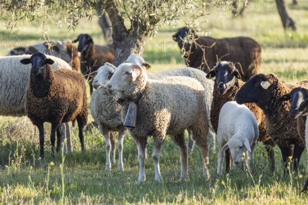A diverse flock of sheep grazes under olive trees in a serene field. Sunlight highlights the woolly coats and bells, capturing a tranquil rural scene