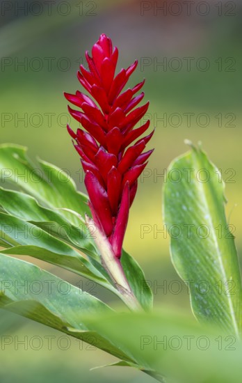 Red ginger lily (Alpinia purpurata), red flower, Bigodi, Uganda