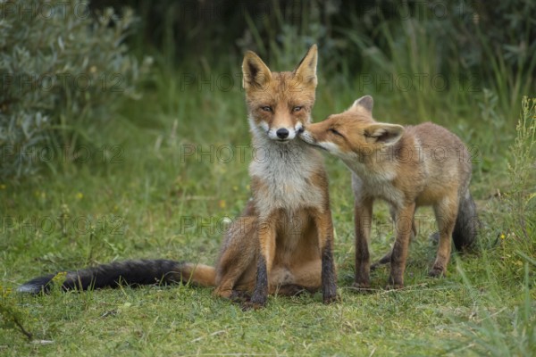 Red Fox (Vulpes vulpes) mother with young in grassland, Netherlands