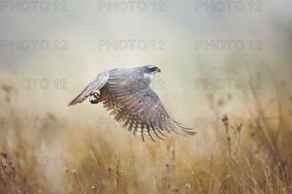 A majestic female Goshawk takes flight over a misty field in the Guadalajara province, capturing the essence of serene wildlife on a foggy day