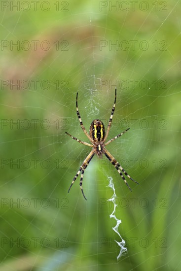 Wasp spider, animals, insects, spider, (Argiope bruennichi), spider web, wheel web spiders, arachnids, zebra spider, Baden-Württemberg, Federal Republic of Germany