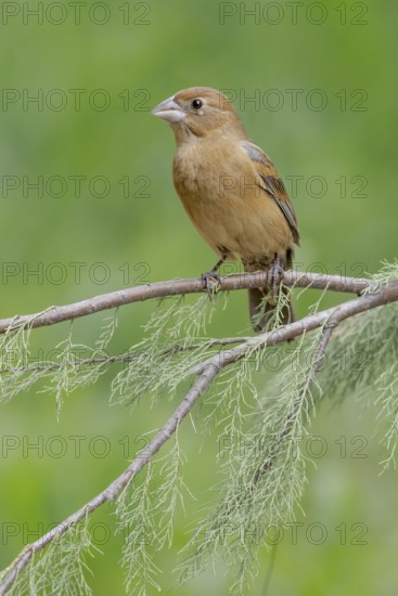 Blue Grosbeak (Passerina caerulea) female perched on a branch, Texas, USA