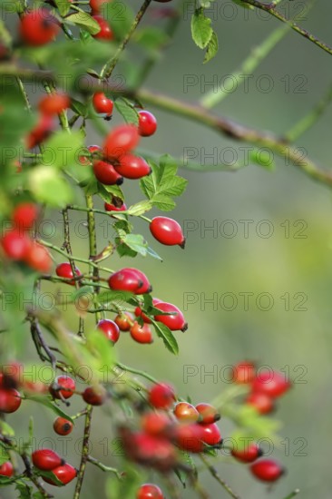 Dog rose (Rosa canina), late summer, Saxony, Germany