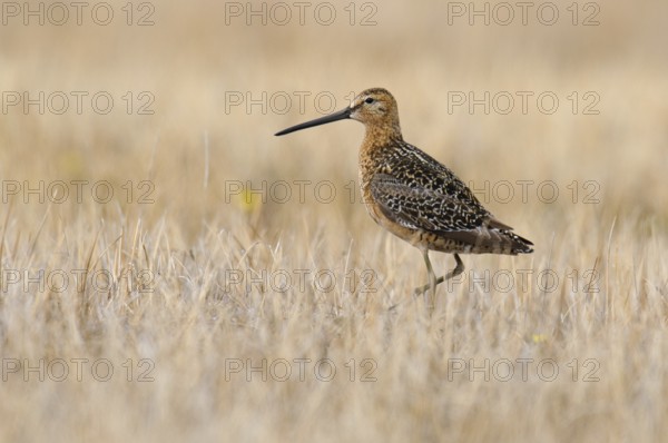 Long-billed Dowitcher (Limnodromus scolopaceus), Alaska, USA