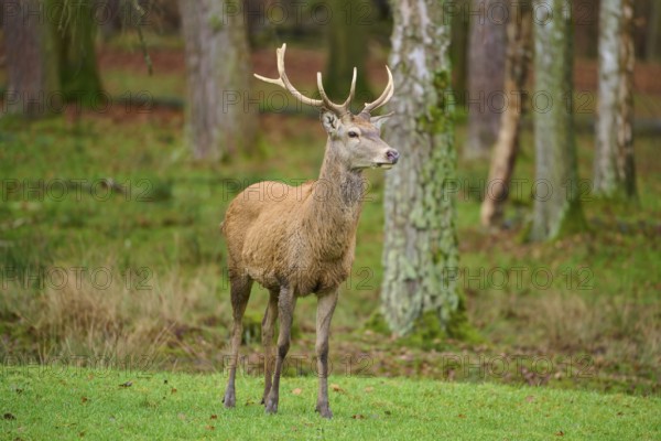 A deer in the forest, surrounded by trees and grass in a quiet forest clearing, red deer (Cervus elaphus), Hesse, Germany
