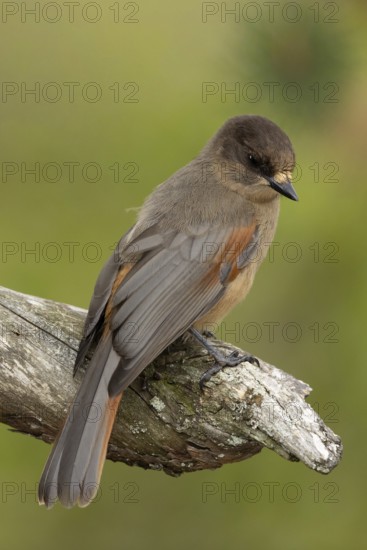 Siberian Jay (Perisoreus infaustus) perched on a branch, Dalarna, Sweden